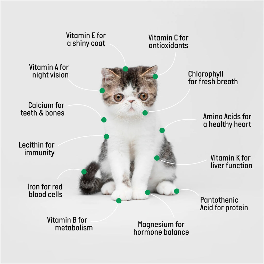 Organic Cat Grass Kit with Black Cat Ceramic Planter, Easy Indoor Planting Gift Set