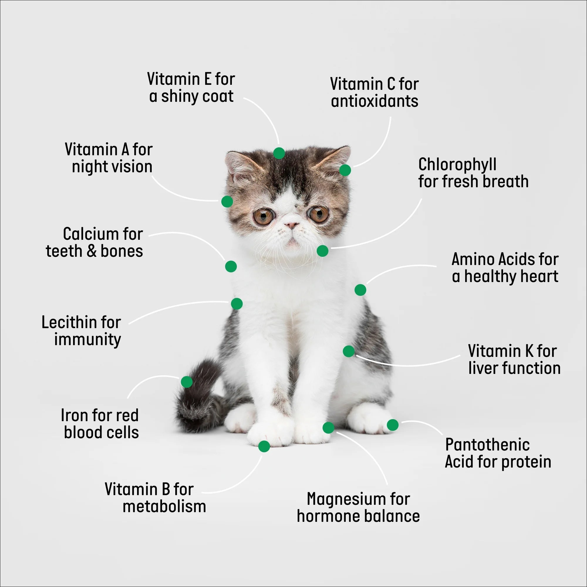 Organic Cat Grass Kit with Black Cat Ceramic Planter, Easy Indoor Planting Gift Set